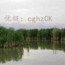 ʵ